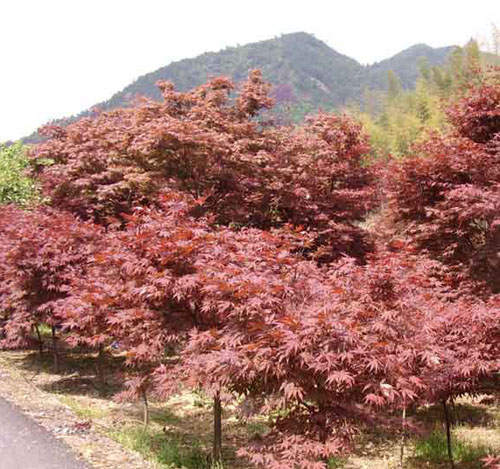 红枫