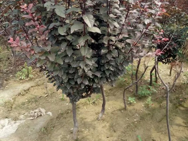 百亩种植基地