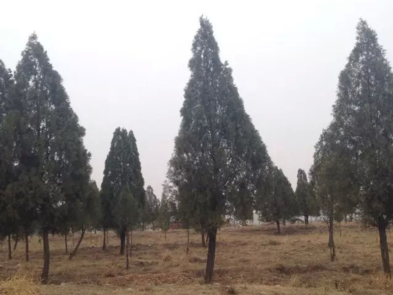 苗木基地尺寸高度齐全